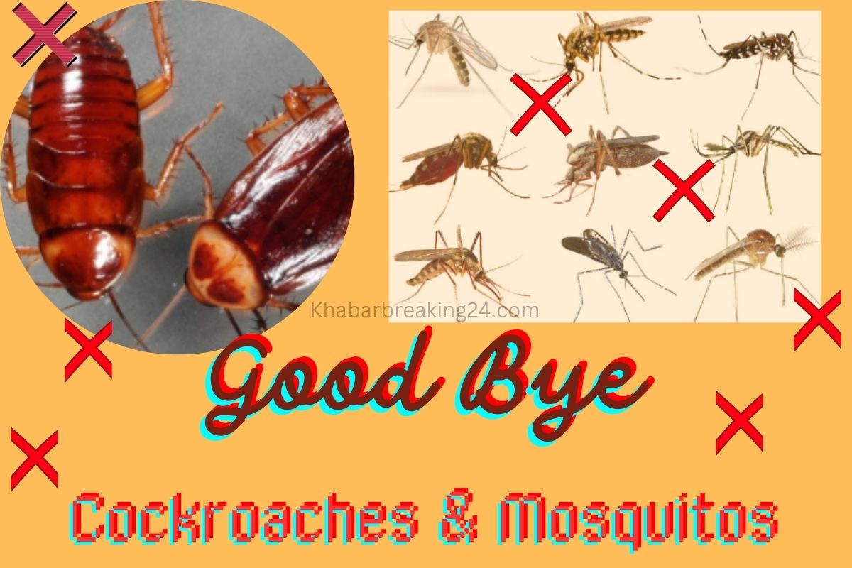 Cockroaches & Mosquitos