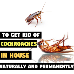 Cockroaches & Mosquitos