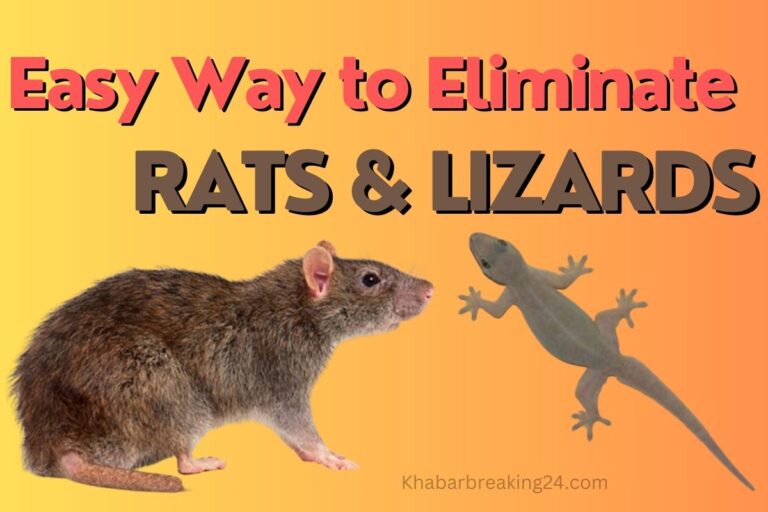 Rats & Lizards